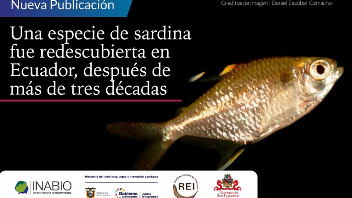 Una especie de sardina fue redescubierta en Ecuador, después de más de tres décadas
