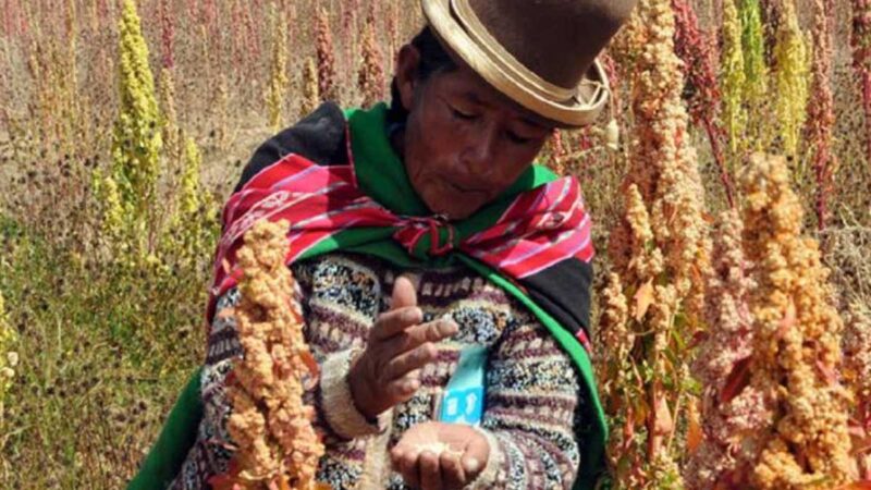 Bolivia participa de reunión binacional de intercambio de experiencias en producción de quinua