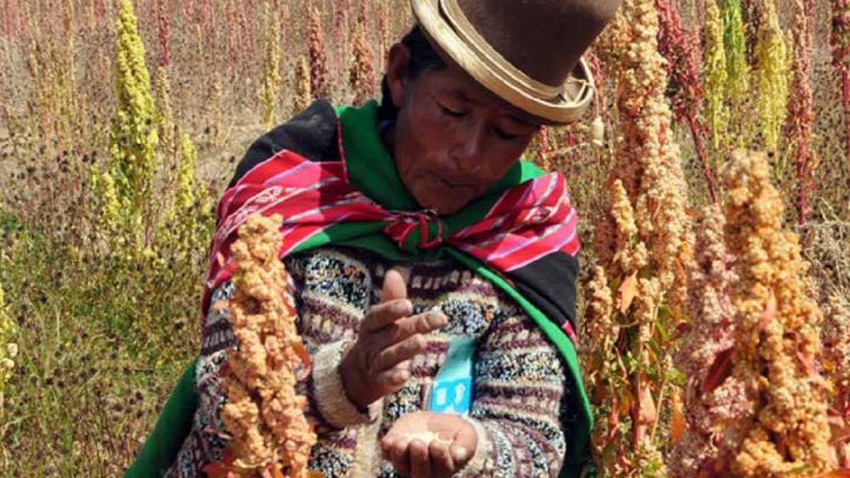 Bolivia participa de reunión binacional de intercambio de experiencias en producción de quinua