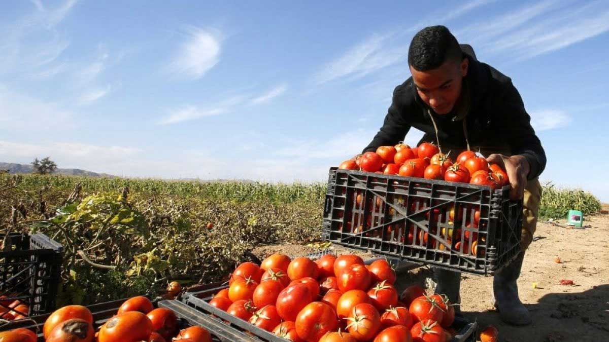 Ecuador y España ponen en marcha un programa de migración circular para 250 trabajadores agrícolas