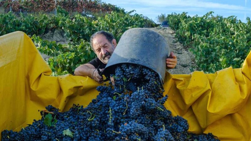 El paro agrícola sube un 17 % en el tercer trimestre del año