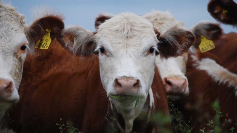 El stock bovino alcanzará las 53,5 millones de cabezas para fin de año