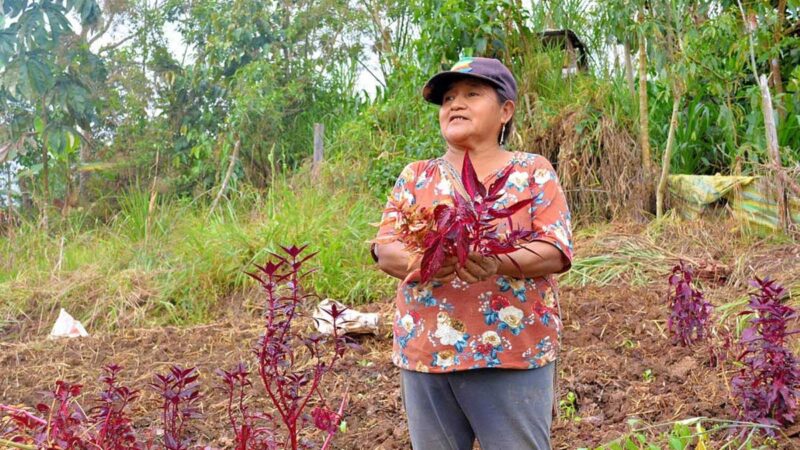 En el cantón Nangaritza se impulsa la producción orgánica