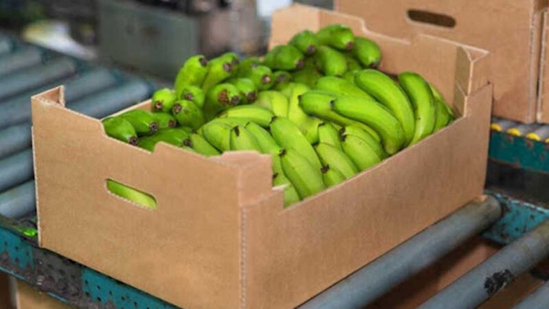 Exportadores no desean polemizar con productores y esperan que precio de $ 6,25 para el banano sea oficializado para iniciar con firmas de contratos
