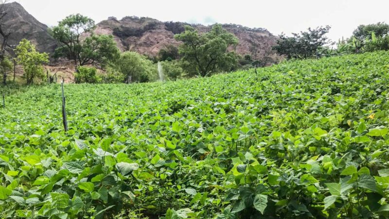 Implementan huertos agroecológicos en El Tambo