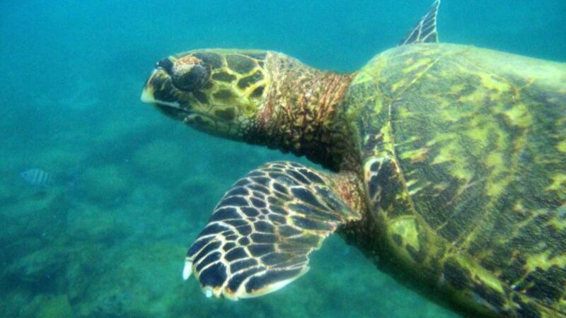 Instituto Cervantes e Iberdrola promueven la preservación de océanos