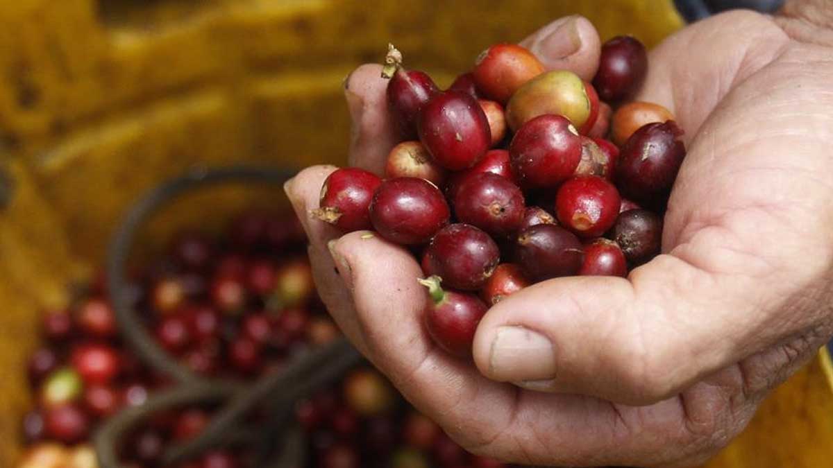 La producción de café crece un 22 % en septiembre