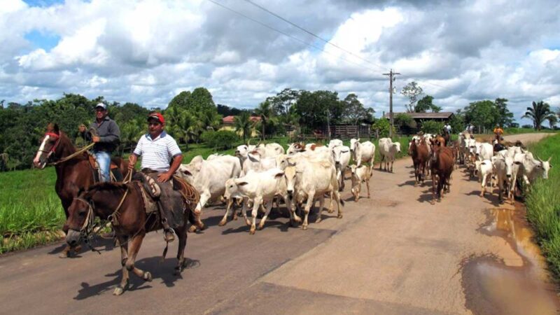 La segunda etapa de la campaña contra la fiebre aftosa comienza el 1 de noviembre