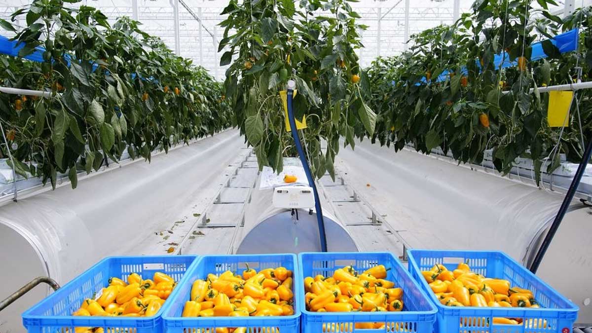 Las verduras más caras que la carne de cerdo preocupan a los consumidores chinos a medida que aumentan los costos