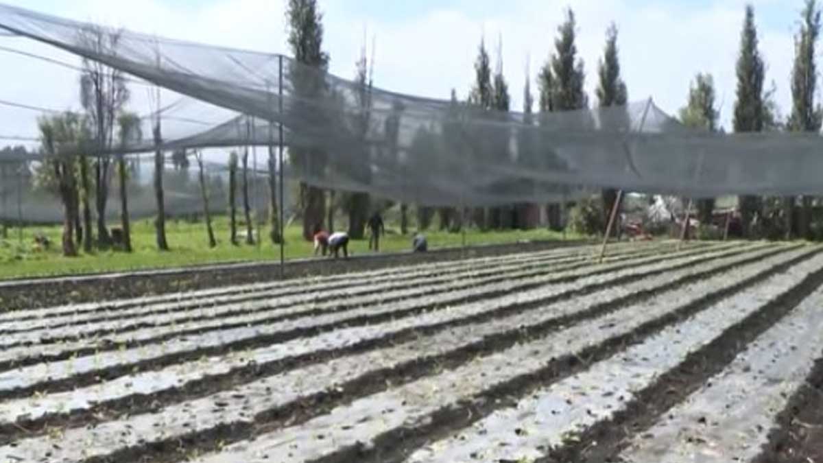 México padece de una “crisis estructural” agrícola por causa del cambio climático