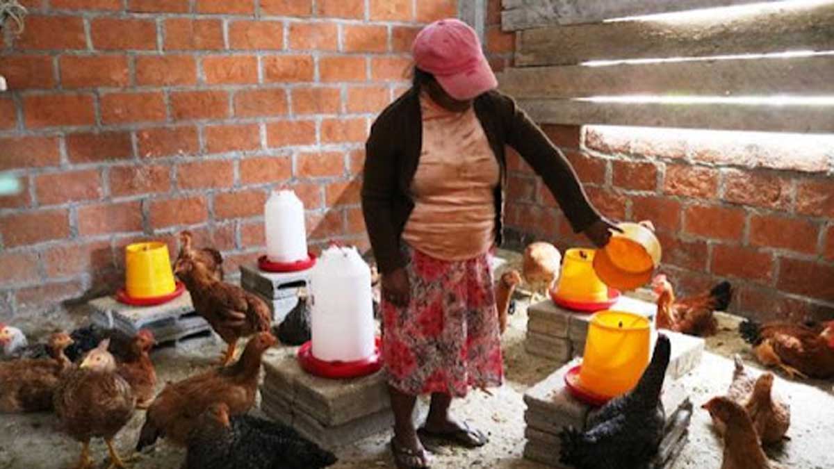 Pollos entregados en La Troncal constituyen una ayuda para las familias