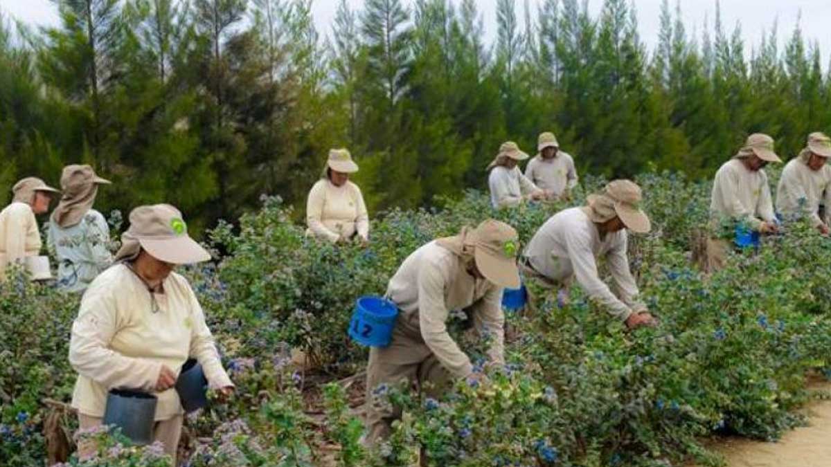 Por tercer año consecutivo: ¡Perú será el primer exportador de arándanos!