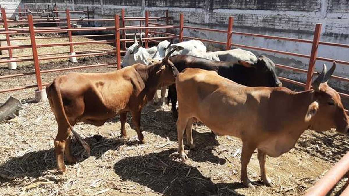 Por unanimidad aprueban Ley ganadera para Sinaloa