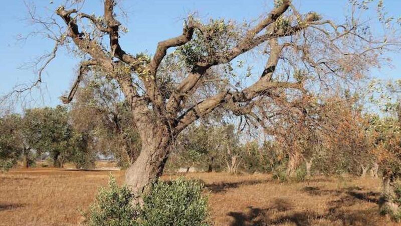 Teledetección con aviones para identificar qué árboles están infectados por la letal Xylella
