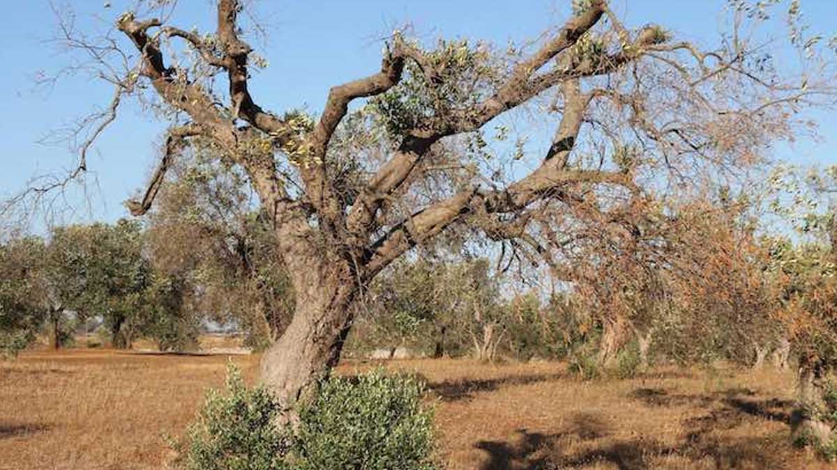 Teledetección con aviones para identificar qué árboles están infectados por la letal Xylella