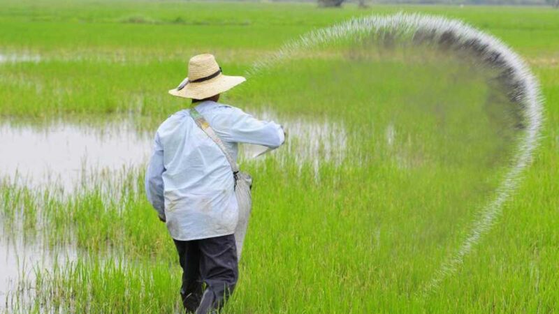 Sector arrocero advierte escasez por posible abandono de cultivos del 30 % de productores en el 2022 y plantea soluciones