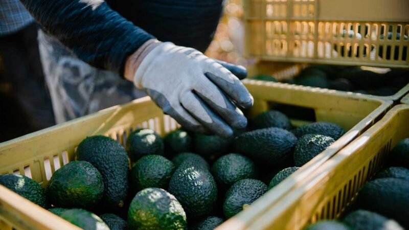 Agricultores australianos destruyen aguacates con sus tractores ante las cosechas récord y el desplome de los precios y la demanda