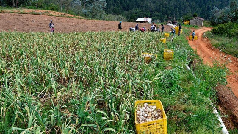 Agricultura impulsa cultivo ajo de alto rendimiento para aumentar productividad