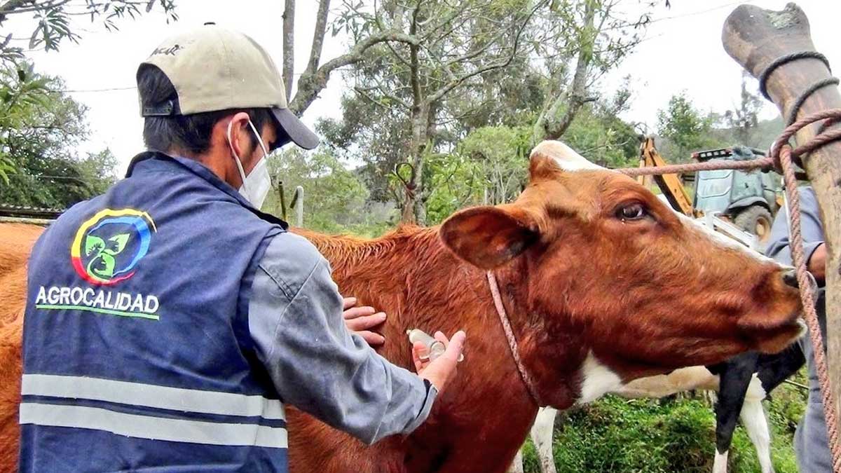 Agrocalidad concreta requisitos sanitarios para exportación de “Pieles y cueros curtidos de origen bovino” hacia El Salvador