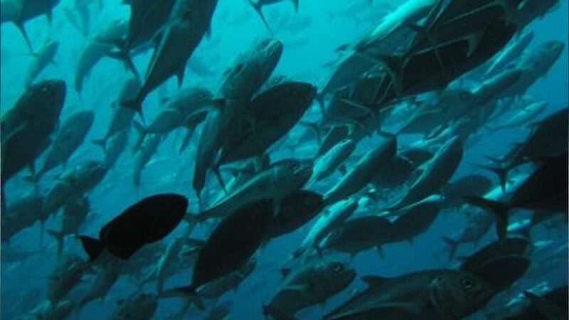 Costa Rica fracasa en la protección de especies marinas, según MarViva
