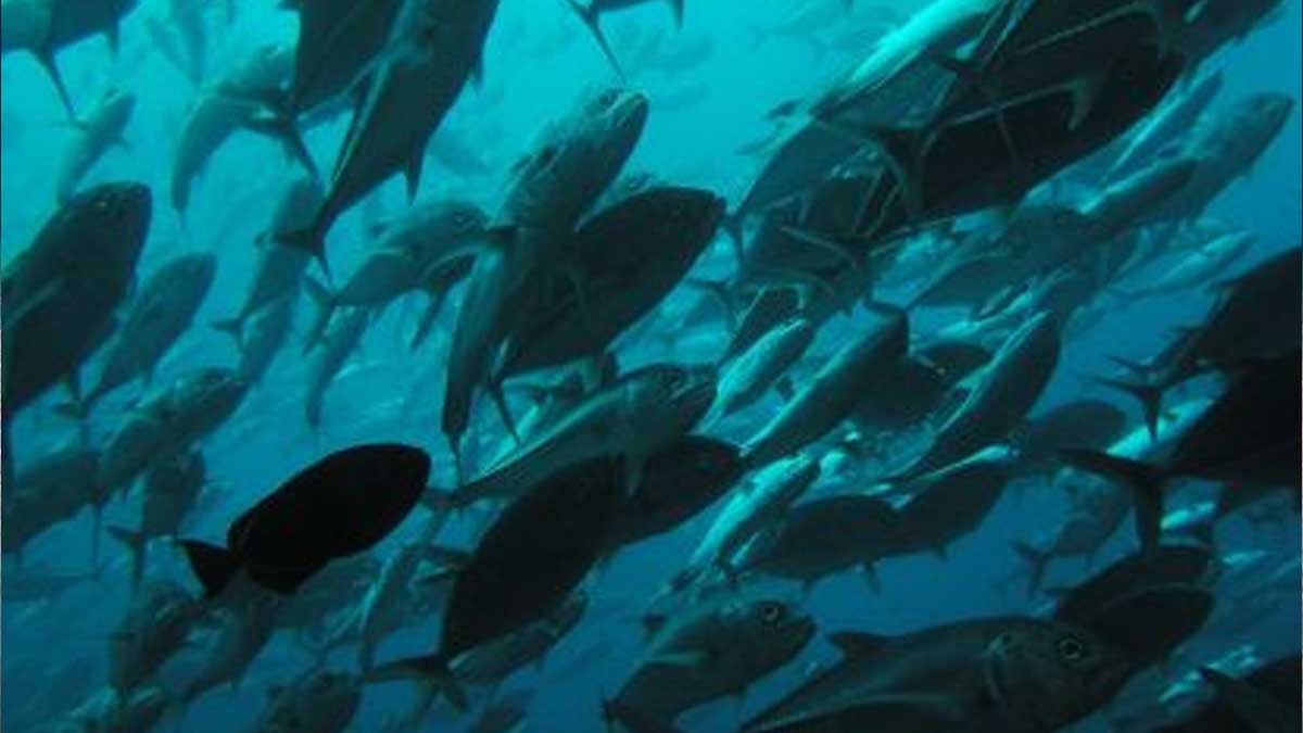 Costa Rica fracasa en la protección de especies marinas, según MarViva