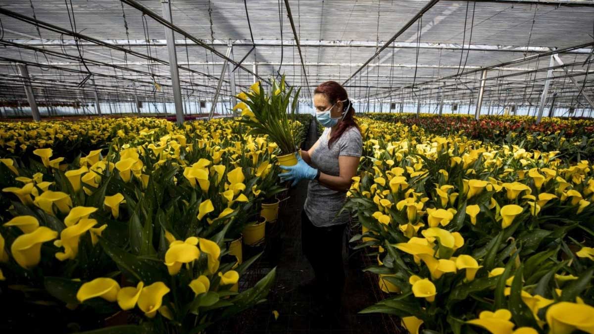 El Gobierno destina 345 millones a modernizar el sector agrario