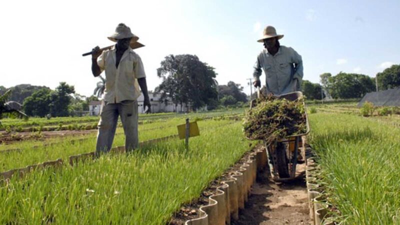 Experimentarán en Pinar del Río cultivo de papa con métodos agroecológicos