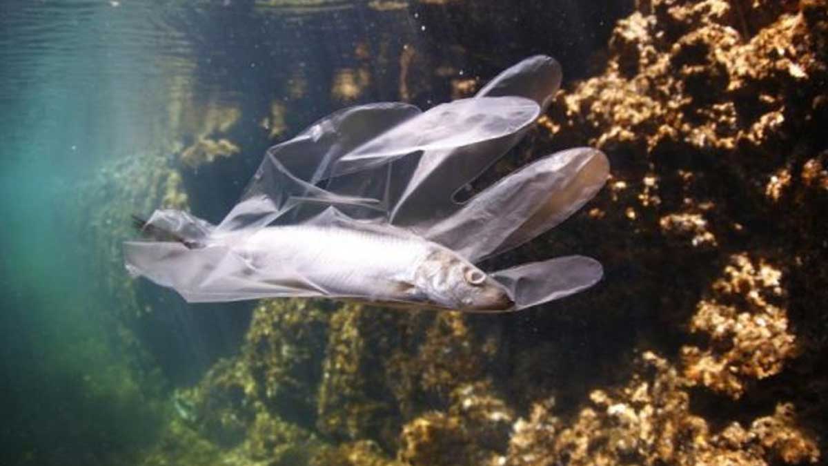 Expertos de la ONU piden reducir hasta un 90 % los desechos marinos antes de 2030