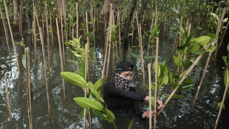 Indonesia prepara un reglamento para ayudar a financiar la restauración de los manglares