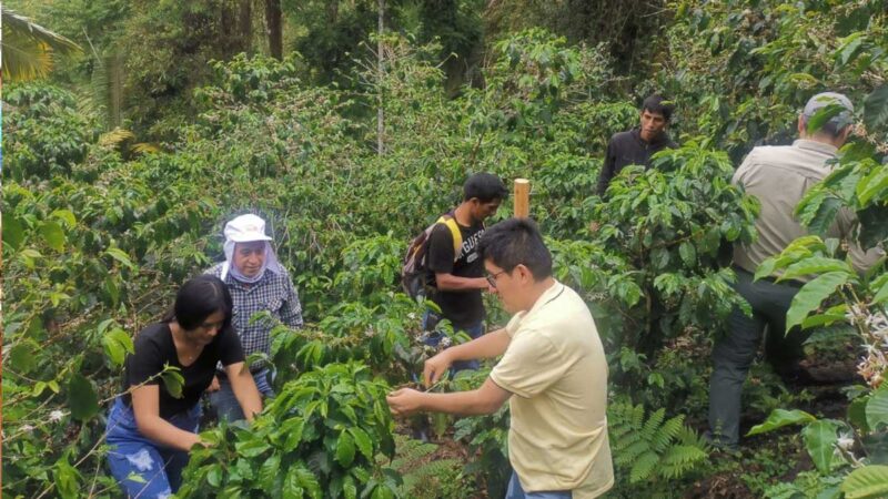Investigan para innovar bioestimulantes contra roya y broca del café