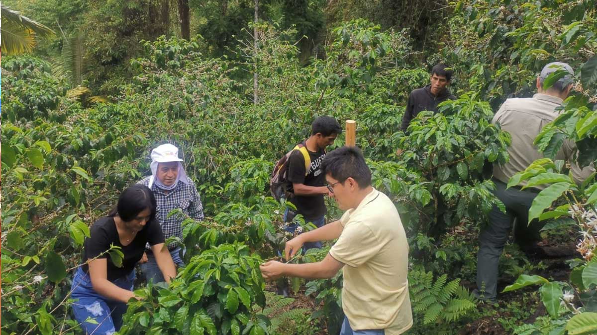Investigan para innovar bioestimulantes contra roya y broca del café