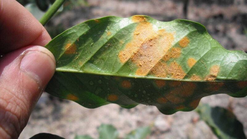 Investigan para innovar bioestimulantes contra roya y broca del café
