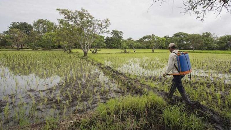 La agricultura, una actividad poco atractiva para los jóvenes ecuatorianos