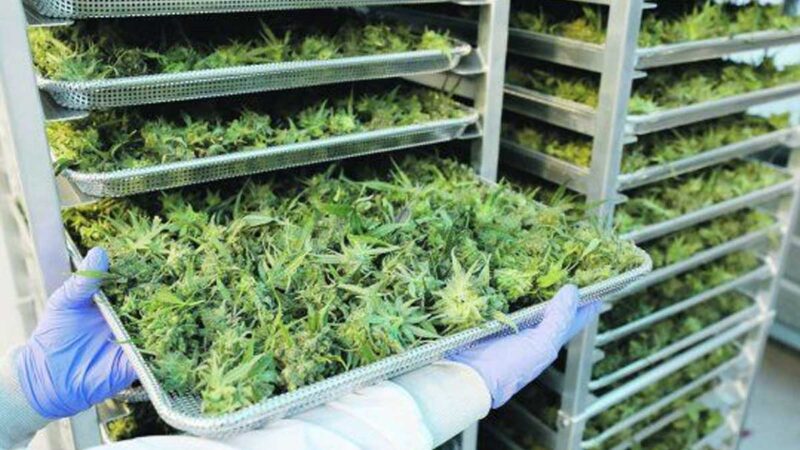 La empresa de marihuana Hexo cerrará plantas de producción y eliminará puestos de trabajo tras la adquisiciónLa empresa de marihuana Hexo cerrará plantas de producción y eliminará puestos de trabajo tras la adquisición