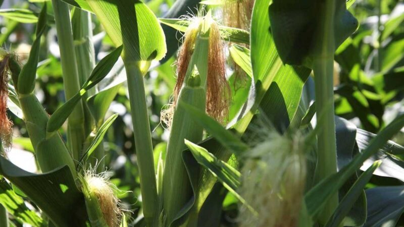 La escasez de fertilizantes puede provocar problemas de primavera en las granjas de América del Norte