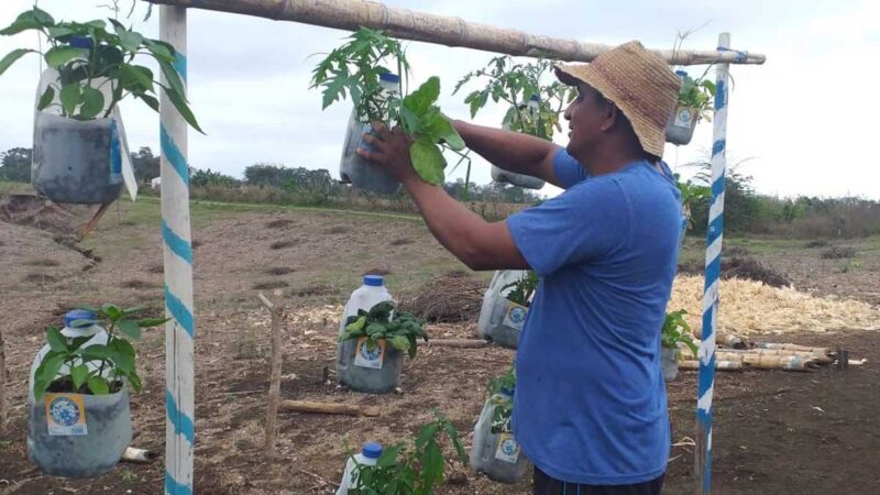 MAG dinamiza el proyecto Nacional de Semillas