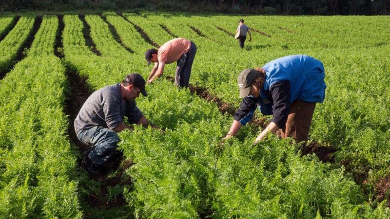 Mapa publica requisitos y trámites para la inscripción en el Registro Nacional de Agricultura Familiar