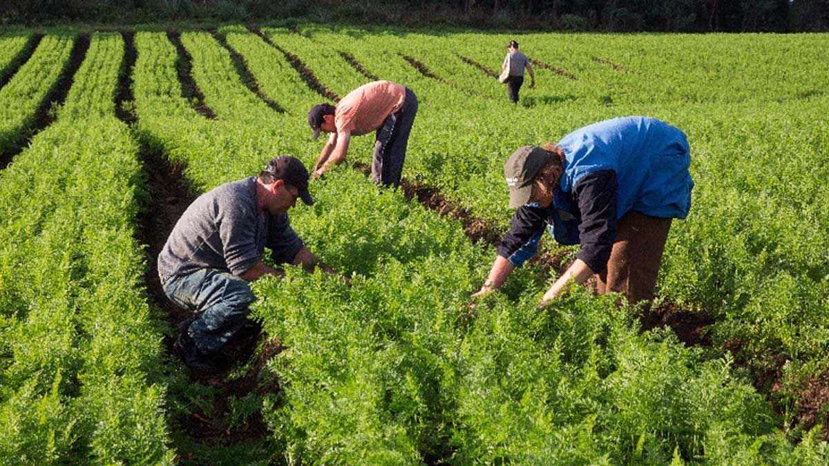 Mapa publica requisitos y trámites para la inscripción en el Registro Nacional de Agricultura Familiar