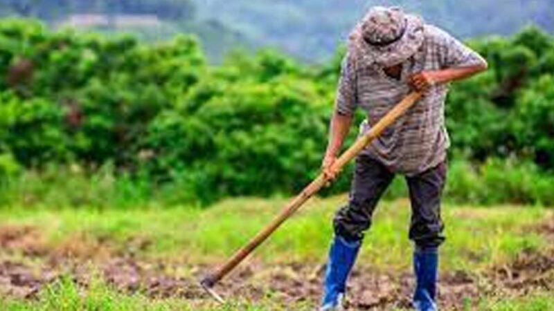 Ministerio de Agricultura y empresa ALDER firman Memorando de Entendimiento para impulsar el cultivo de biomasas en Colombia