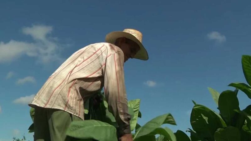 Pequeños productores de los ríos ya exportan plátano hartón