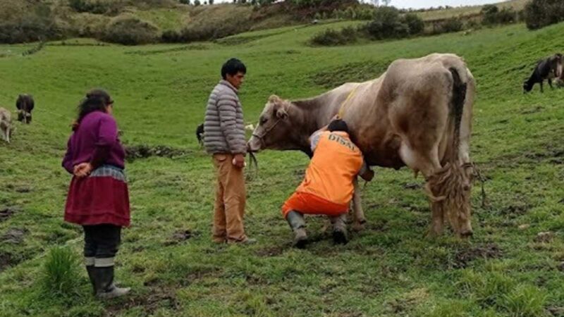 Cajamarca: realizan 58 inseminaciones artificiales en ganado bovino en San Miguel