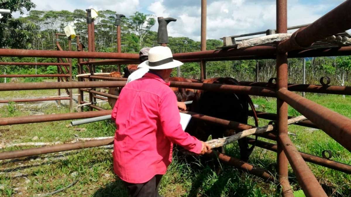 Atención médico veterinaria a hembras bovinas.