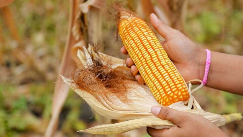 Gremios denuncian supuestas presiones de asambleístas al MAG para cancelar licencias para importar maíz