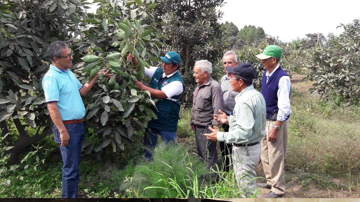 Senasa aprobó importación de varas yemeras de palto de EE.UU.