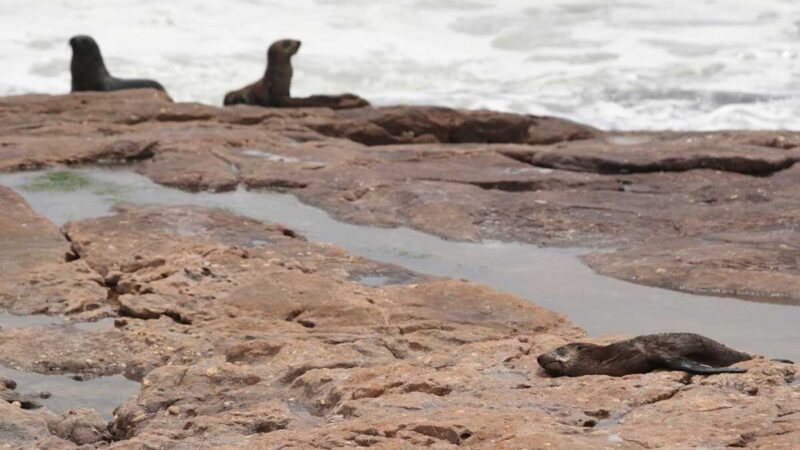 Sudáfrica investiga la muerte de focas a lo largo de la costa del Cabo