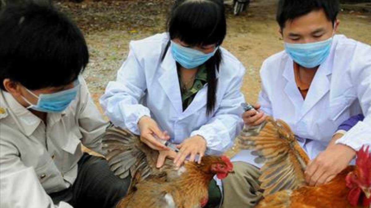 Togo informa sobre un brote de gripe aviar H5N1 en una granja avícola