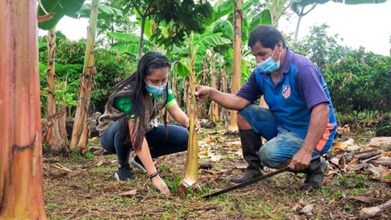 Vraem: más de 220 familias potenciarán cultivos de plátano en 236 hectáreas