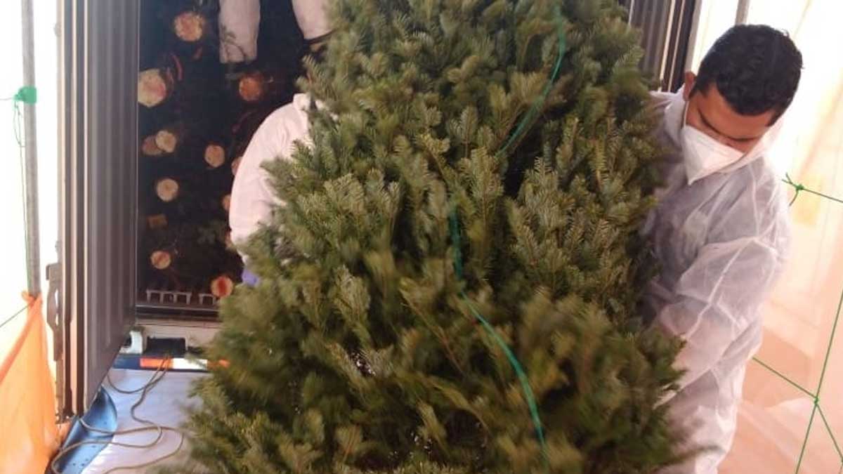61,374 arbolitos de navidad son importados a Panamá