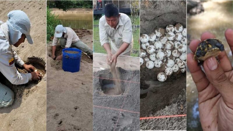 742 huevos de tortuga charapa fueron recolectados en el Parque Nacional Yasuní