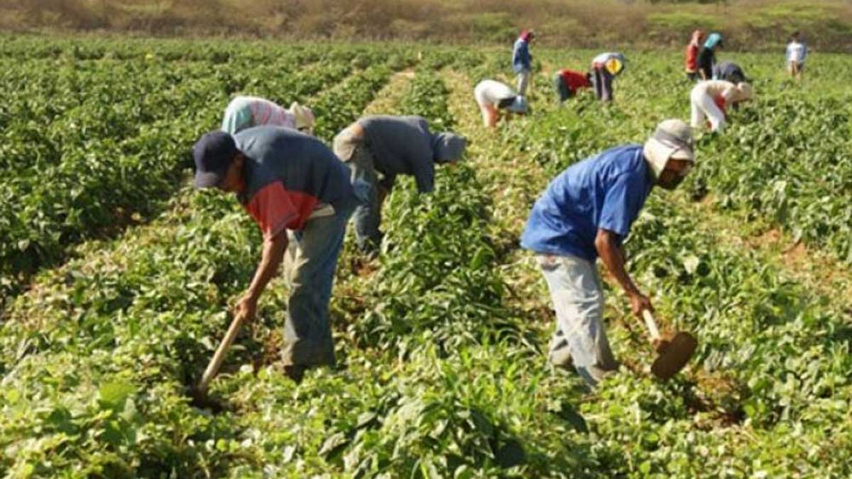AgroJunín, la plataforma digital que ofrece información al pequeño agricultor